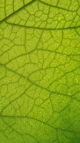 Vertical macro video revealing backlit green leaf venation and translucent cellular texture