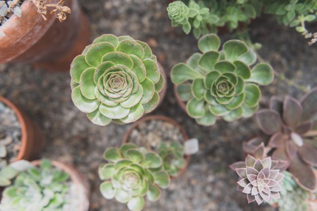 Top view close-up of various green succulent plants arranged in terracotta pots, showcasing intricate leaf patterns and rosettes. Ideal for use in home gardening tutorials, botanical articles, eco-friendly product promotions, or decor inspiration for indoor and outdoor spaces.