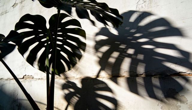 Sunlit monstera leaves casting dramatic tropical shadows on weathered plaster wall