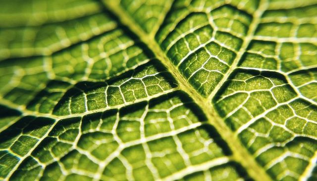 Macro backlit green leaf revealing intricate vein network, midrib texture and tiny hairs