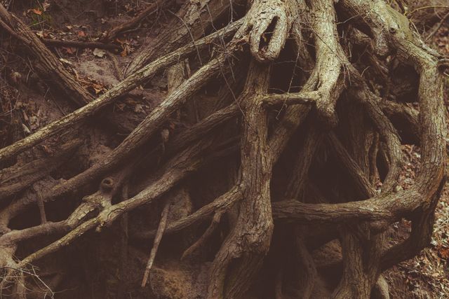 Intertwined Tree Roots in Forest Ground Close-up - Download Free Stock Photos Pikwizard.com