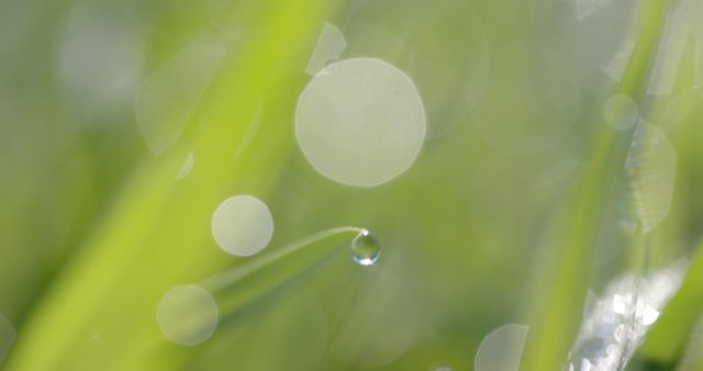 Close-up of dew drop on grass blade with blurred green background - Download Free Stock Images Pikwizard.com