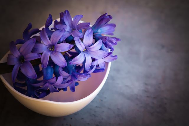 Blue flower blue flowers bowl close - Download Free Stock Photos Pikwizard.com