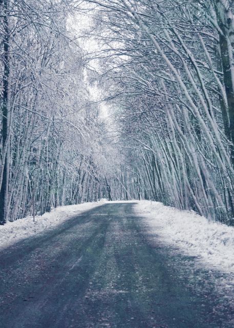 A serene winter scene showing a snow-covered road winding through a forest with bare trees arching overhead. Ideal for use in seasonal marketing, outdoor adventure promotions, travel brochures, or winter-themed designs.