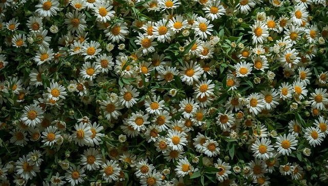 Dense carpet of white daisies with golden centers creating lush floral texture close-up