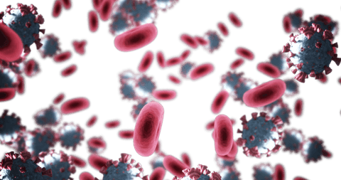 covid-19 cells and red blood cells over transparent background - Download Free Stock Videos Pikwizard.com