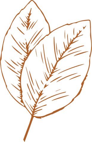 minimalist orange line art of leaves on transparent background - Download Free Stock Videos Pikwizard.com