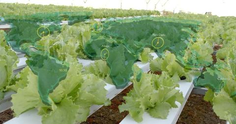 Innovative hydroponic lettuce farming with futuristic world map overlay
