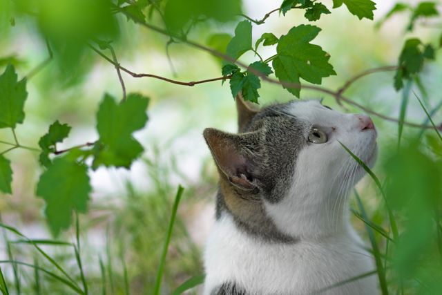 White and black cat sitting among greenery, surrounded by leaves and grass. Cat looks up with curiosity, creating a peaceful outdoor scene. Ideal for use in pet-related content, natural settings, or articles on pets in nature.