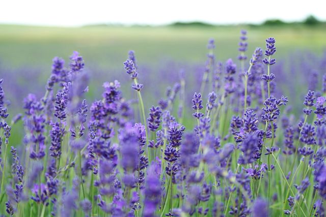 Vibrant lavender field in full bloom showcasing rows of purple flowers. Ideal for uses related to nature, tranquility, and agriculture. Perfect for promoting natural beauty, organic products, aromatherapy, and tourism.