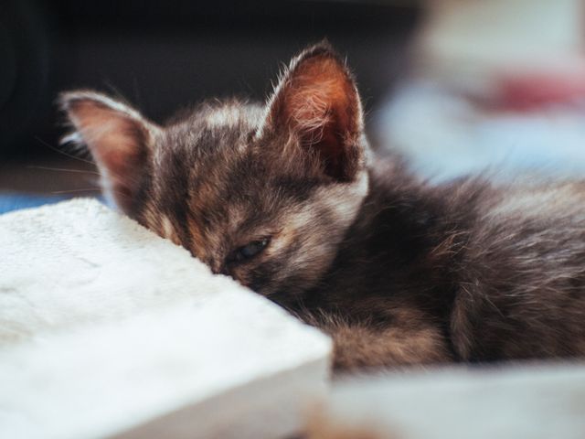 Sleepy Kitten Resting Indoors With Head on Cushion - Download Free Stock Photos Pikwizard.com
