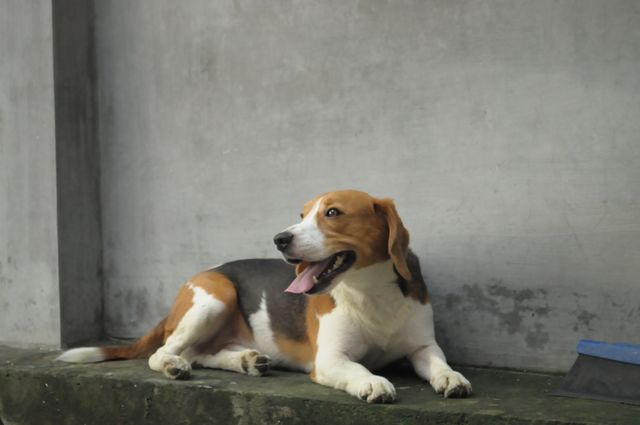 A beagle dog is seen sitting and relaxing on a concrete surface against a grey wall. The dog appears content, with its mouth open and tongue hanging out, suggesting that it is happy and comfortable. This image could be used for websites, advertisements, and articles related to pets, dog training, pet care, and animal behavior.