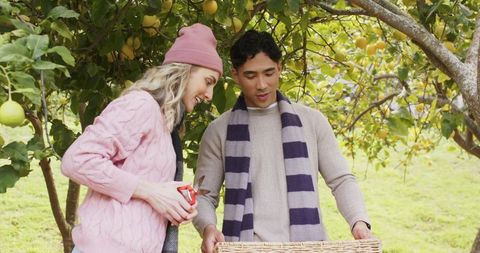 Diverse couple picking green fruit in orchard holding wicker basket and red pruning shears