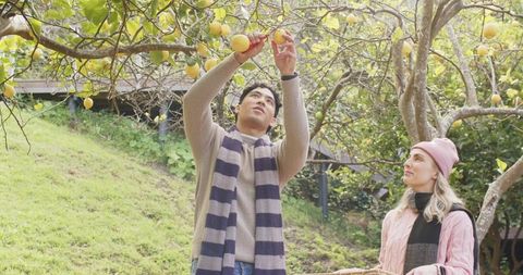 Couple harvesting lemons on sunlit orchard slope using pruners and carrying wicker basket