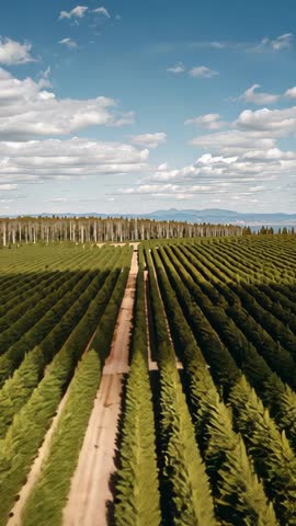 Drone flying along dirt road through symmetrical tree rows toward distant forest and mountains