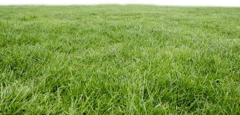 Lush green grass lawn on clear cutout background png