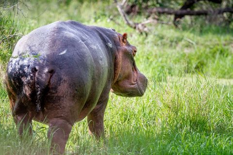 Majestic adult hippopotamus walking through lush green marsh grass showing heavy build