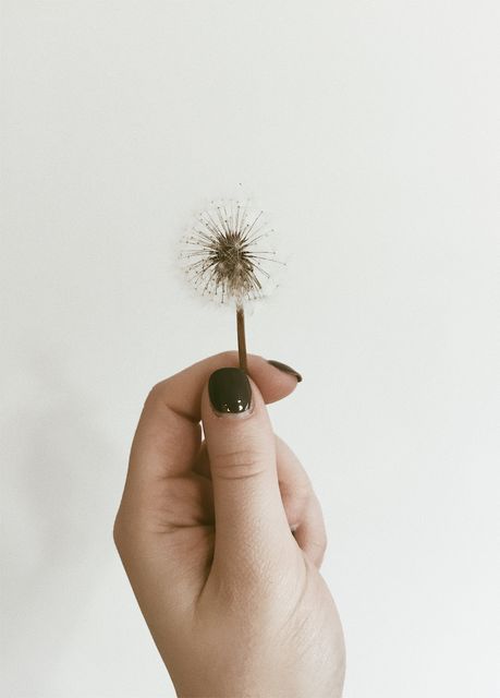 Close-up showing hand holding dandelion seed head with focus on fragile seeds. Ideal for nature themes and minimalistic designs. Visually pleasing for greeting cards, inspirational posters, as background for wellness or environmental campaigns.