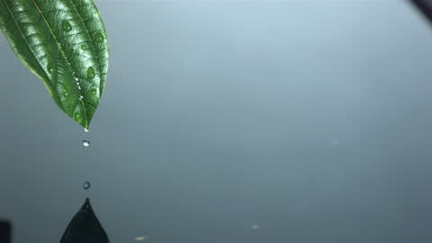 Serene Water Drop Falling from Leaf Reflecting Since Clarity