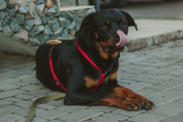 Rottweiler laying down on paved surface. Wearing red harness and licking its nose. Perfect for pet care, training materials, advertisement for pet products, or social media content showcasing canine behavior and cuteness.