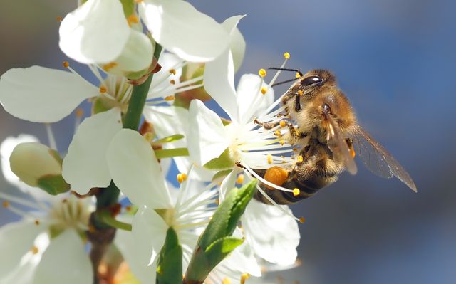 Honeybee Pollinating White Blossom on Clear Spring Day - Download Free Stock Photos Pikwizard.com