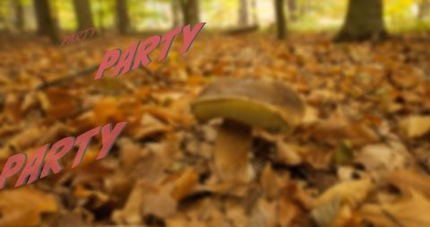 Celebratory Mushroom in Autumn Forest - Download Free Stock Images Pikwizard.com
