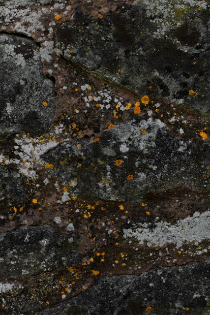 Rough Aged Stone Wall with Colorful Lichen Growth - Download Free Stock Images Pikwizard.com