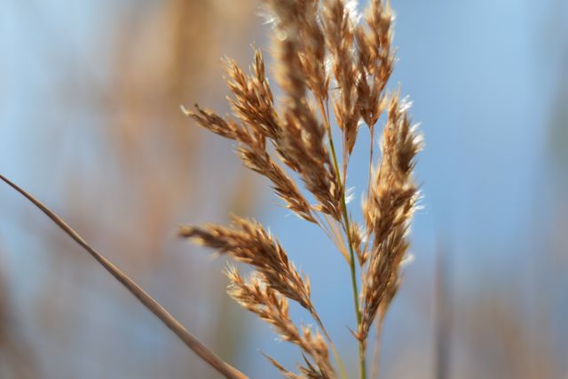 Cereal Wheat Grain - Download Free Stock Photos Pikwizard.com