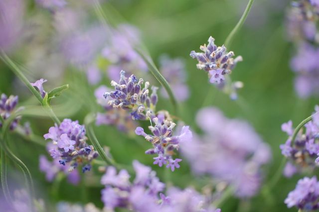 Closeup of Lavender Flowers in Field with Soft Focus - Download Free Stock Photos Pikwizard.com