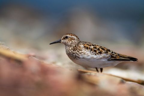Wild Sandpiper Roaming Sandy Beach