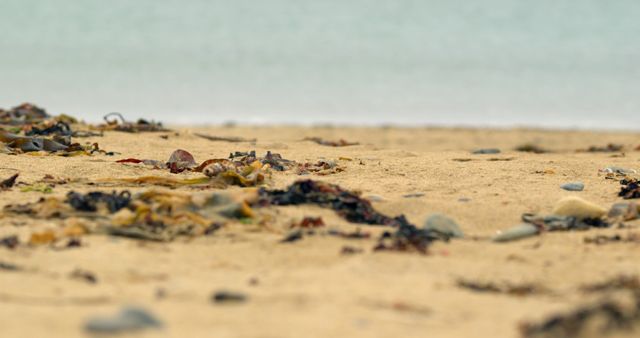 Close-Up of Beach Sand and Seaweed on Serene Shore - Download Free Stock Images Pikwizard.com