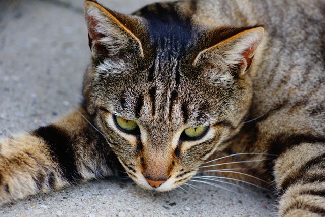 Close-up view of a relaxed tabby cat with striking green eyes, lying down and resting. The detailed fur and whiskers highlight the natural beauty of the feline. Used for pet blogs, advertisements for cat care products, or animal welfare promotions.