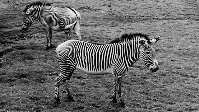 This image shows two zebras grazing in an open grass field, captured in black and white. One zebra faces forward while the other turns its back, displaying unique stripe patterns. Ideal for nature and wildlife articles, educational materials, or safari-themed designs.