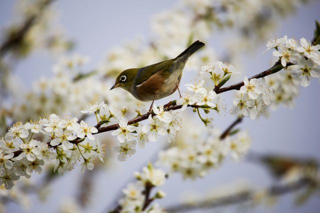 This stock photo captures a small bird perched on a blooming branch covered in white flowers during springtime. Ideal for use in nature-related content, environmental blogs, seasonal advertisements, and wildlife photography collections. Highlighting the serene beauty of spring, it can also be used in greeting cards and calendars.
