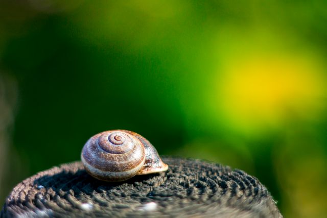 Close-up of a Snail on Circular Surface with Vibrant Background - Download Free Stock Photos Pikwizard.com