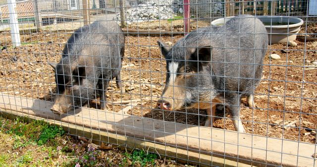 Two pigs are seen behind a wire fence in a farm enclosure, with a water trough in the background. Their presence suggests a small-scale farm or a rural setting where livestock is raised.