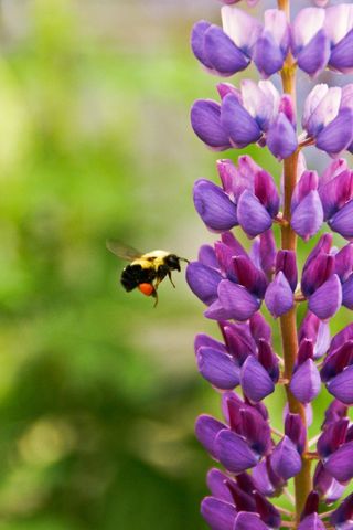 Ground wasp pollinating vibrant purple flowers in garden nature scene