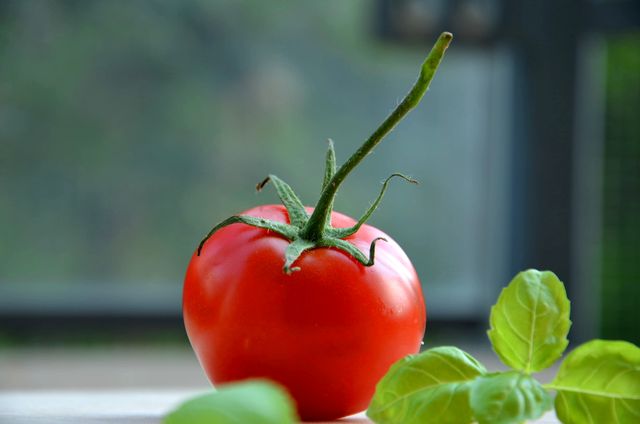 This close-up image of a fresh tomato accompanied by basil leaves captures an essence of organic, garden-fresh produce. It is ideal for use in food blogs, culinary websites, farm-to-table articles, healthy eating promotions, or gardening tips. The natural and simple elements make it appealing for advertisements focused on fresh, organic ingredients.