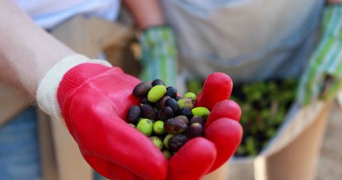 Farmer holding freshly picked olives in hand close-up