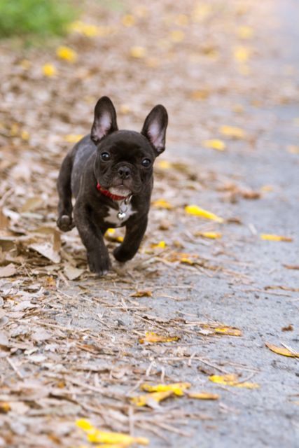 French Bulldog Puppy Running on Leaf-Littered Path - Download Free Stock Photos Pikwizard.com
