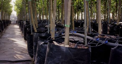 Row of Young Trees Growing in Black Grow Bags with Drip Irrigation