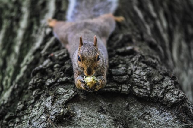 A playful squirrel eating a nut on a tree trunk, showcasing its natural habitat in an intimate close-up. Ideal for use in educational materials about wildlife, environmental campaigns, nature blogs, and children's storybooks. Perfect for promoting wildlife conservation and forest preservation.