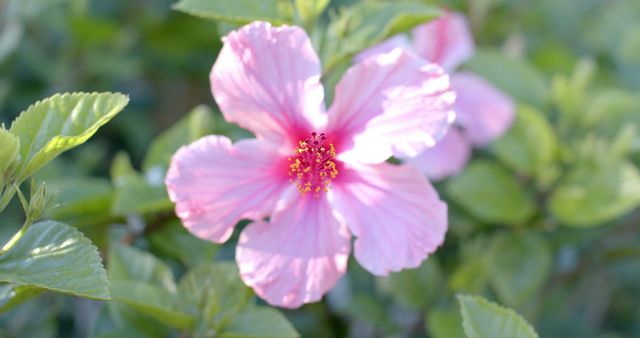 Captures the vibrant beauty of a pink hibiscus flower, ideal for projects related to gardening, botany, and nature. Perfect for use in digital and print media, such as websites, magazines, brochures, or art prints.
