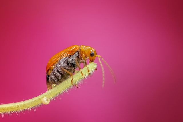 Detailed close-up of an orange beetle perched on a green stem against a vibrant pink background, illustrating the beauty of small insects. Useful for educational materials, ecological studies or for decorating nature-themed blogs and websites.