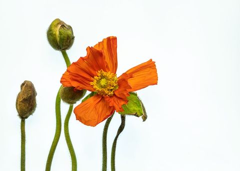 Vibrant Orange Poppy Flower Standing Tall Against White Background