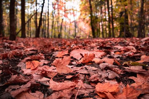 Colorful Autumn Leaves Covering Forest Floor