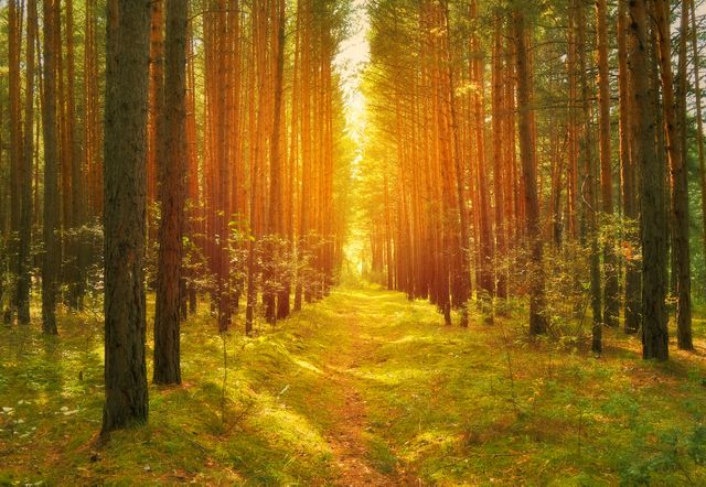 Pathway in dense pine forest with sunlight streaming through trees at sunrise. Ideal for nature, outdoor, and environmental themes. Perfect for backgrounds, posters, inspirational materials, and scenic images.
