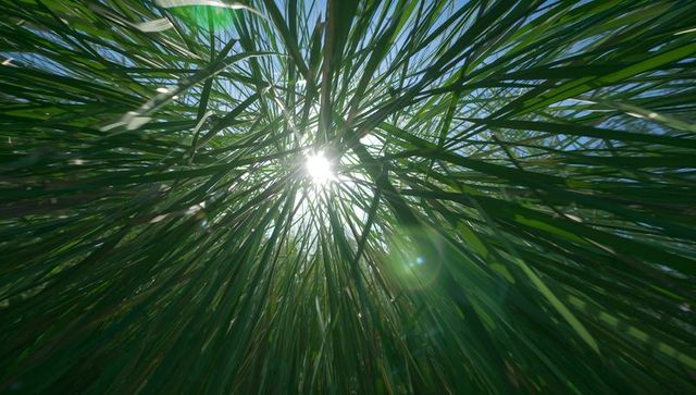 Sunburst through tall green reeds radiating upward with dramatic lens flare