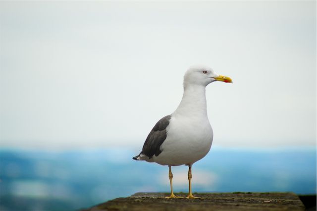 Seagull Standing on Pier Against Blue Sky - Download Free Stock Photos Pikwizard.com