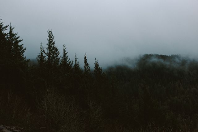 This moody scene of a misty evergreen forest in a foggy mountain landscape evokes serenity and tranquility. Ideal for nature posters, desktop backgrounds, environmental presentations, or travel brochures focusing on scenic wilderness destinations.